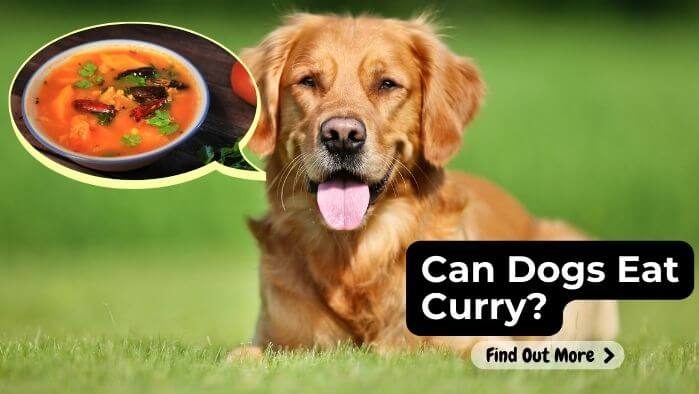 Can Dogs Eat Curry
