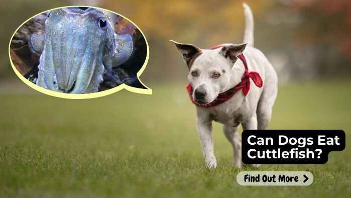 Can Dogs Eat Cuttlefish