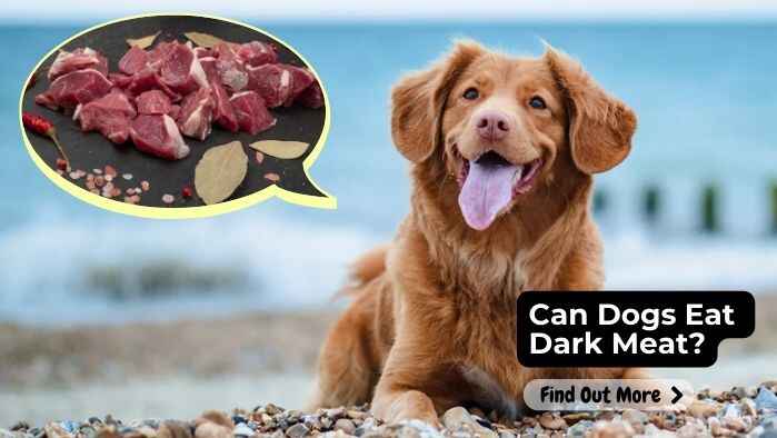 Can Dogs Eat Dark Meat