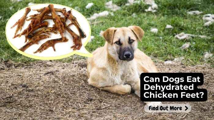 Can Dogs Eat Dehydrated Chicken Feet