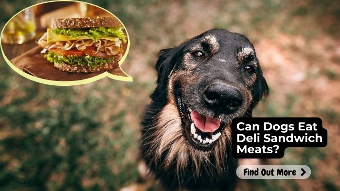 Can Dogs Eat Deli Sandwich Meats