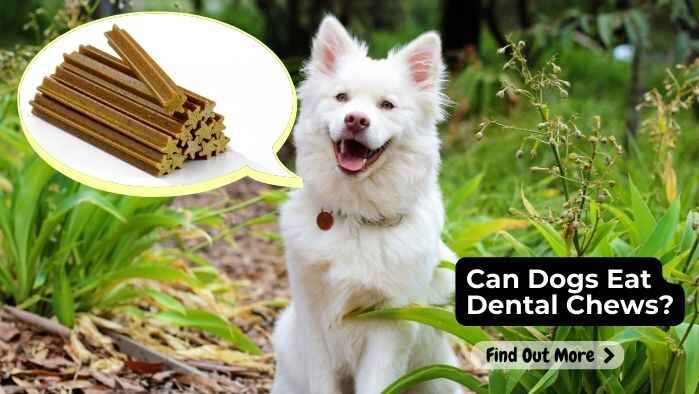 Can Dogs Eat Dental Chews