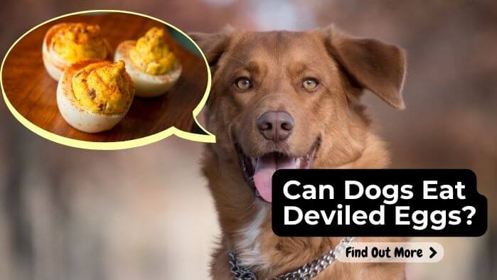 Can Dogs Eat Deviled Eggs