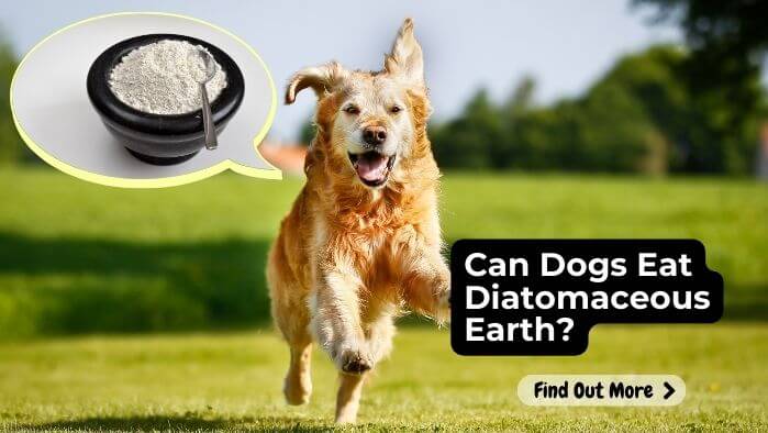 Can Dogs Eat Diatomaceous Earth