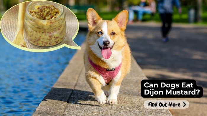 Can Dogs Eat Dijon Mustard