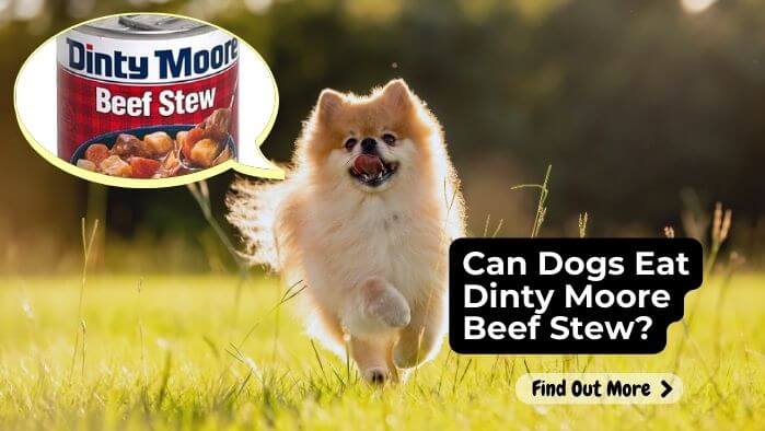 Can Dogs Eat Dinty Moore Beef Stew