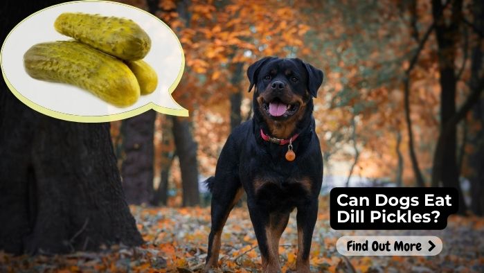 Can Dogs Eat Dill Pickles