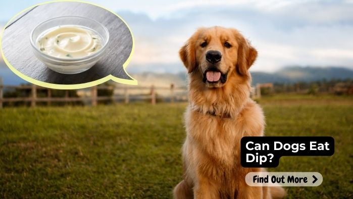 Can Dogs Eat Dip