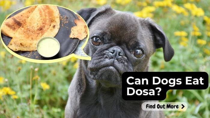 Can Dogs Eat Dosa