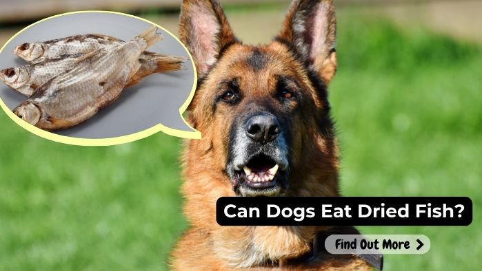 Can Dogs Eat Dried Fish