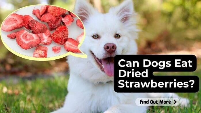 Can Dogs Eat Dried Strawberries