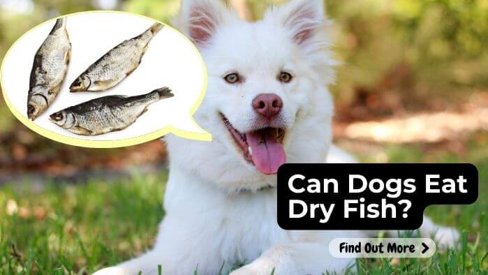 Can Dogs Eat Dry Fish