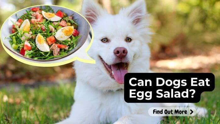 Can Dogs Eat Egg Salad