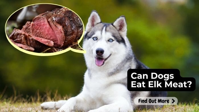 Can Dogs Eat Elk Meat