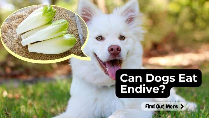 Can Dogs Eat Endive