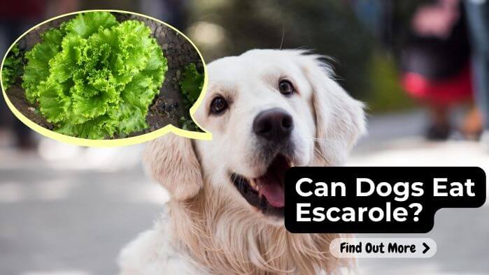 Can Dogs Eat Escarole