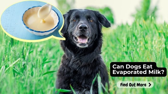 Can Dogs Eat Evaporated Milk