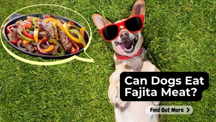 Can Dogs Eat Fajita Meat