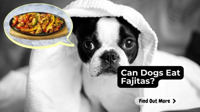 Can Dogs Eat Fajitas