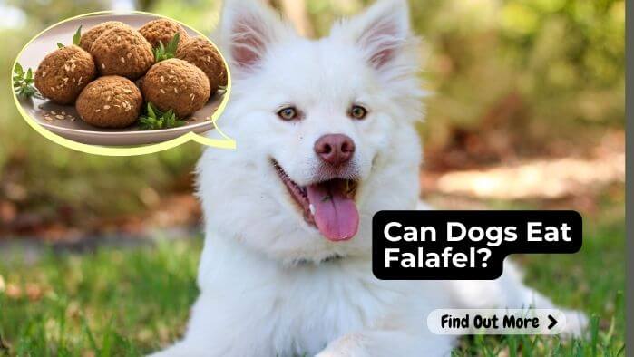 Can Dogs Eat Falafel