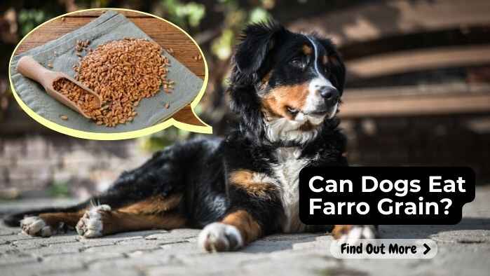 Can Dogs Eat Farro Grain