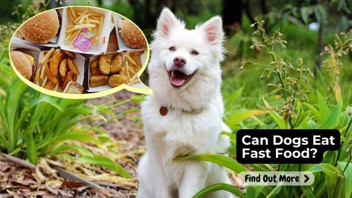 Can Dogs Eat Fast Food