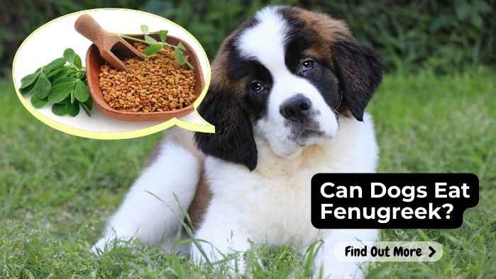 Can Dogs Eat Fenugreek