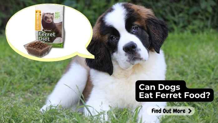 Can Dogs Eat Ferret Food