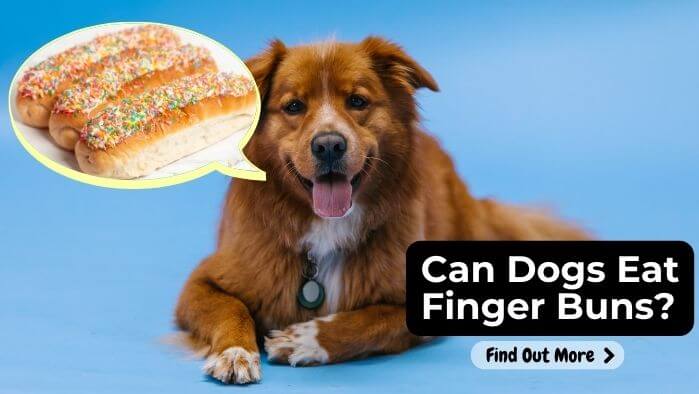 Can Dogs Eat Finger Buns