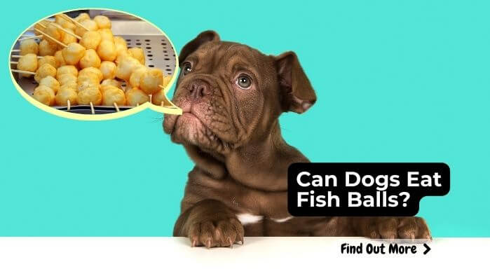 Can Dogs Eat Fish Balls