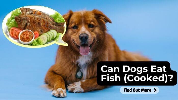 Can Dogs Eat Fish (Cooked)