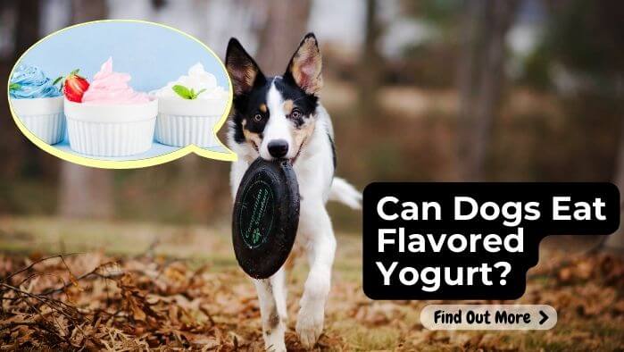 Can Dogs Eat Flavored Yogurt