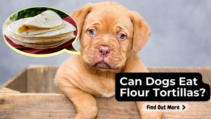 Can Dogs Eat Flour Tortillas