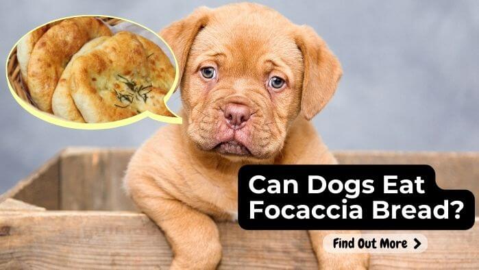 Can Dogs Eat Focaccia Bread