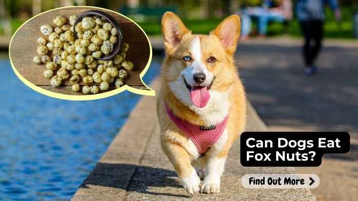 Can Dogs Eat Fox Nuts