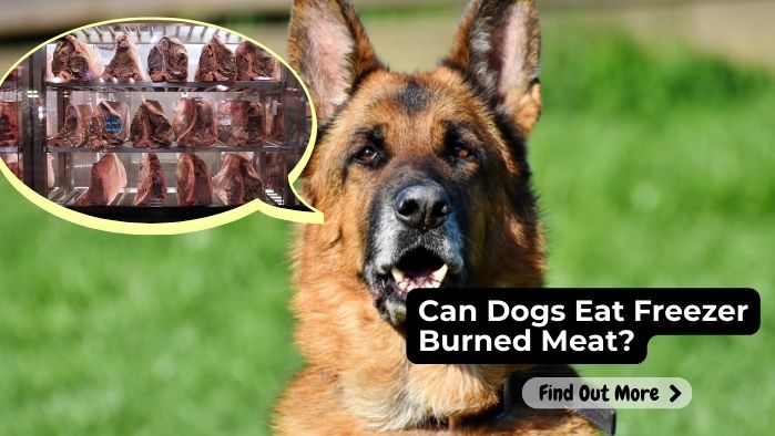 Can Dogs Eat Freezer Burned Meat