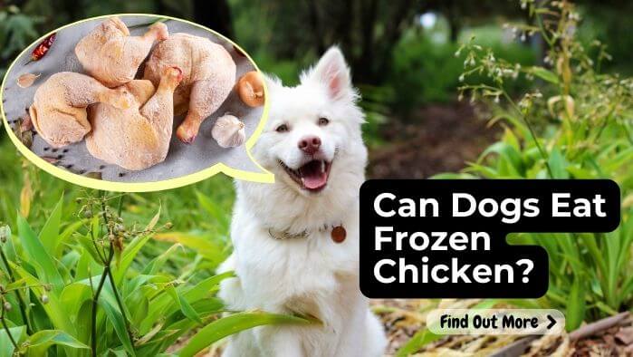 Can Dogs Eat Frozen Chicken