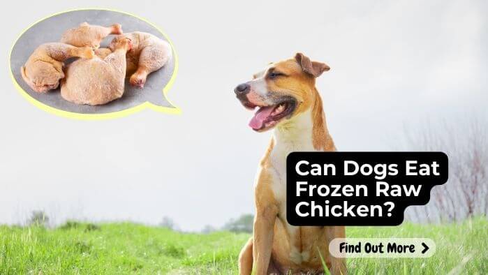 Can Dogs Eat Frozen Raw Chicken