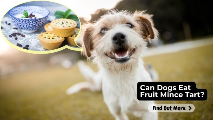 Can Dogs Eat Fruit Mince Tart