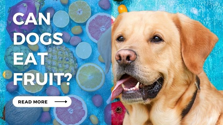 Can  Dogs  Eat  Fruit