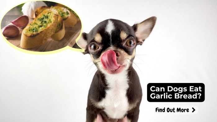 Can Dogs Eat Garlic Bread