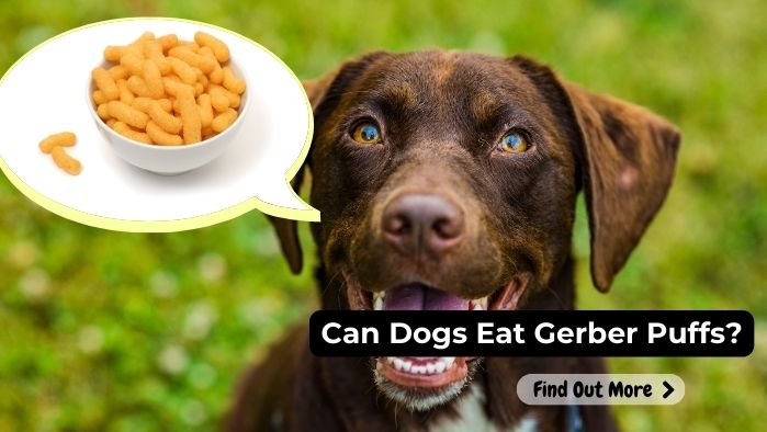 Can Dogs Eat Gerber Puffs