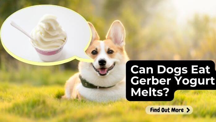 Can Dogs Eat Gerber Yogurt Melts