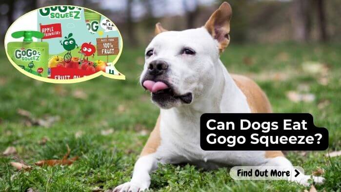 Can Dogs Eat Gogo Squeeze