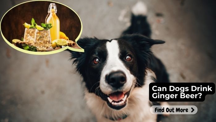 Can Dogs Drink Ginger Beer
