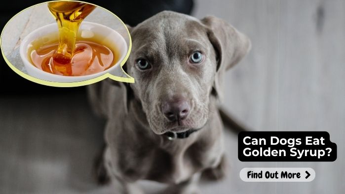 Can Dogs Eat Golden Syrup