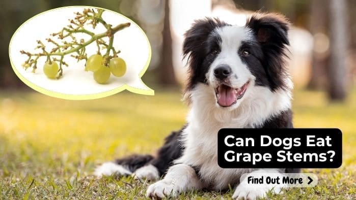 Can Dogs Eat Grape Stems