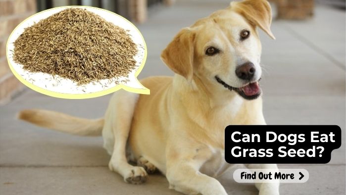 Can Dogs Eat Grass Seed