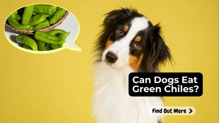 Can Dogs Eat Green Chiles