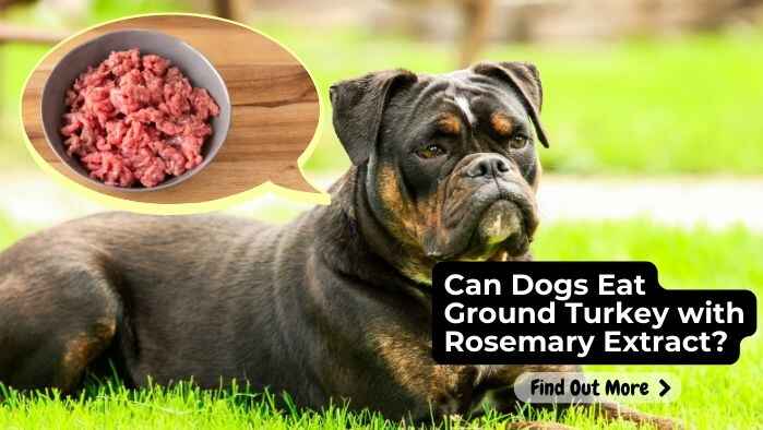 Can Dogs Eat Ground Turkey with Rosemary Extract